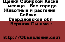 Щенки Сибиркой Хаски 2 месяца - Все города Животные и растения » Собаки   . Свердловская обл.,Верхняя Пышма г.